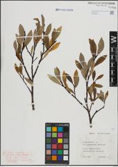 Foto von Salix hastata L.